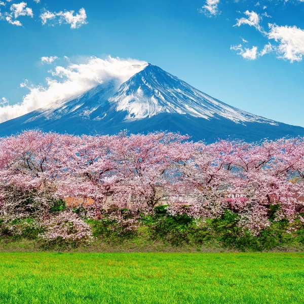 Fuji Mountain
